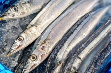 秋刀魚の塩焼き